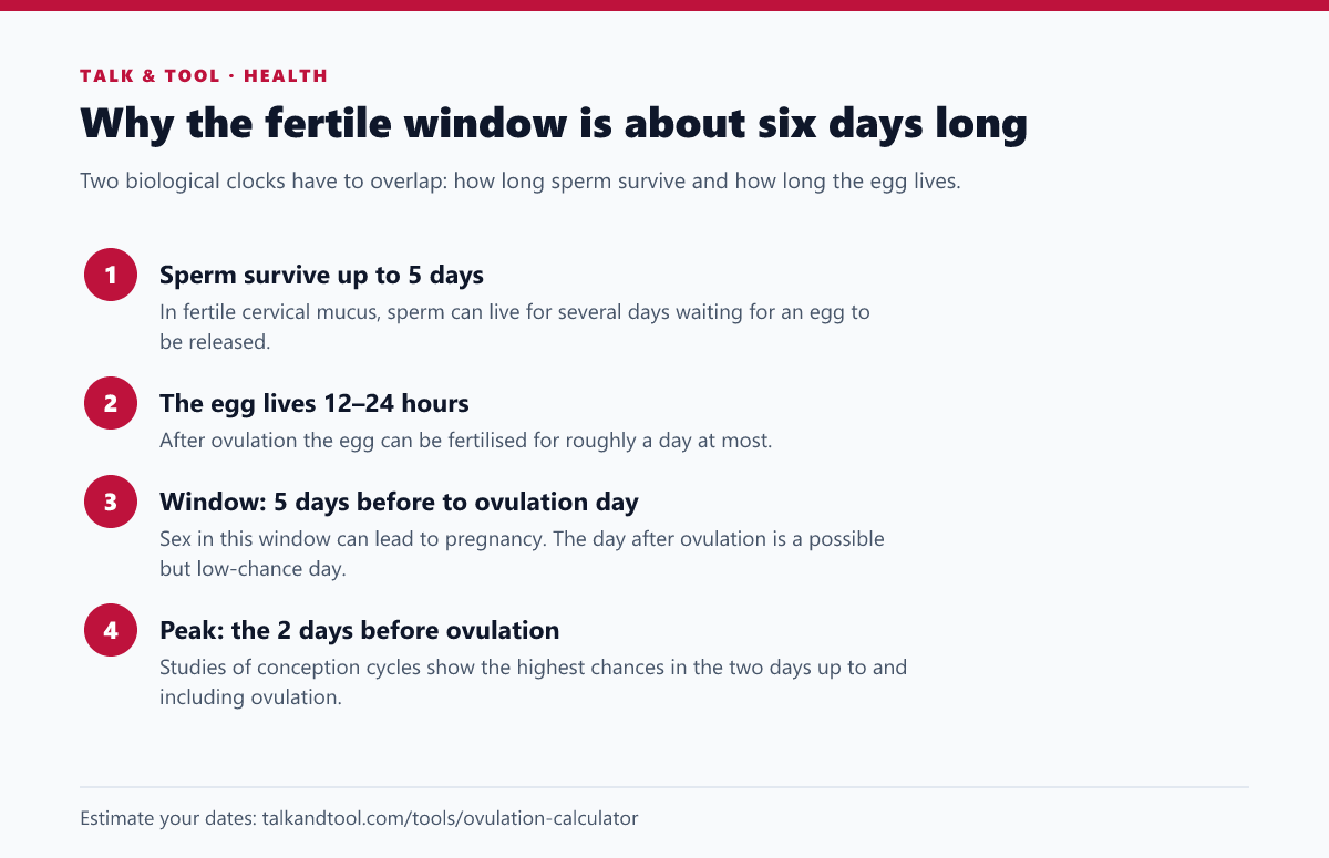 Four facts explaining why the fertile window is about six days: sperm survival, egg lifespan, the overall window and the peak days